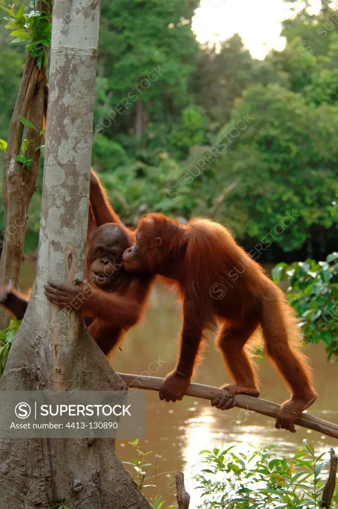 Orangutan subadults kissing near river Central Borneo