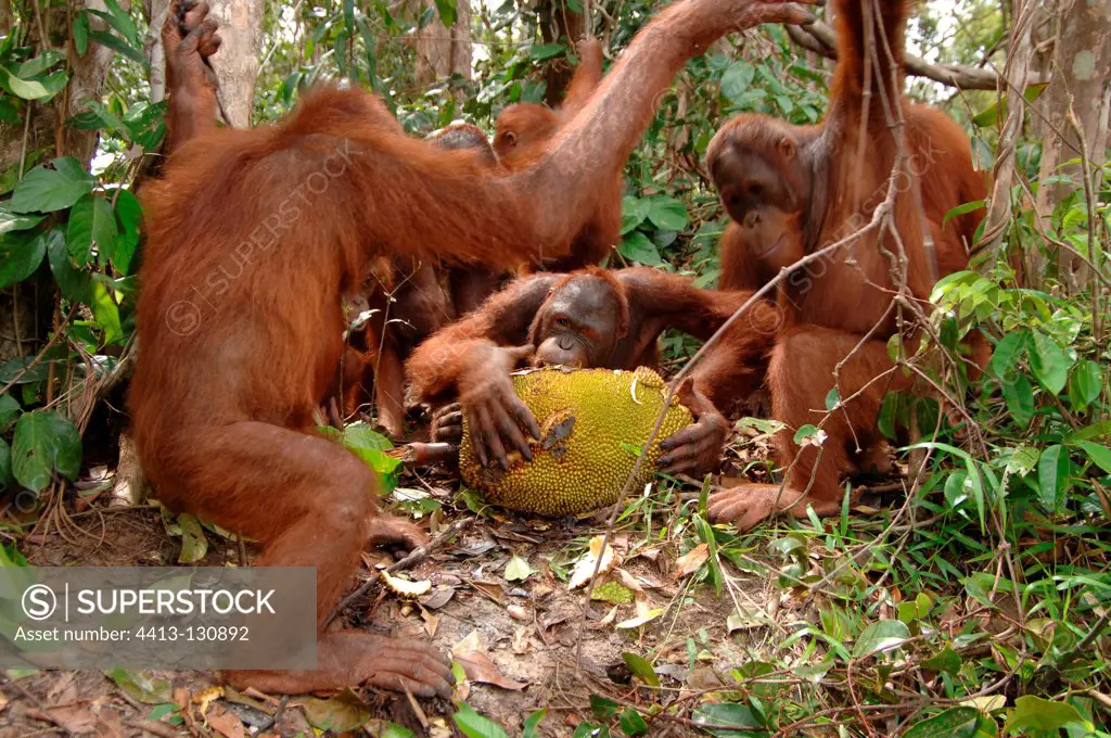 Orangutan subadults eating jackfruit Central Borneo