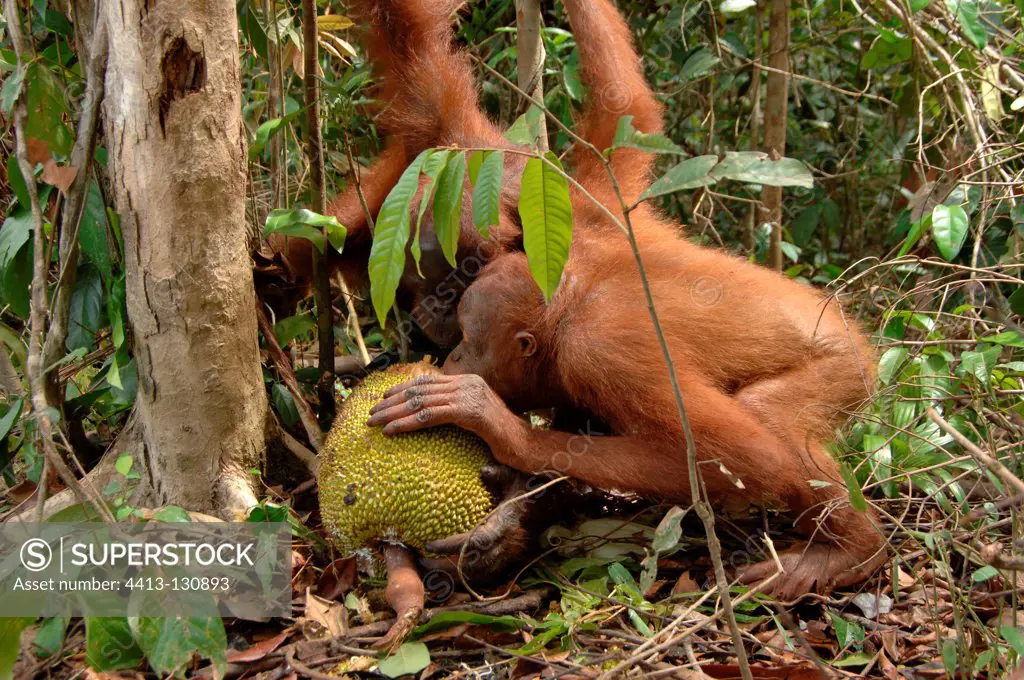 Orangutan subadults eating jackfruit Central Borneo