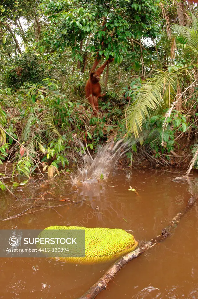 Orangutan trying to get a floating jackfruit with a stick