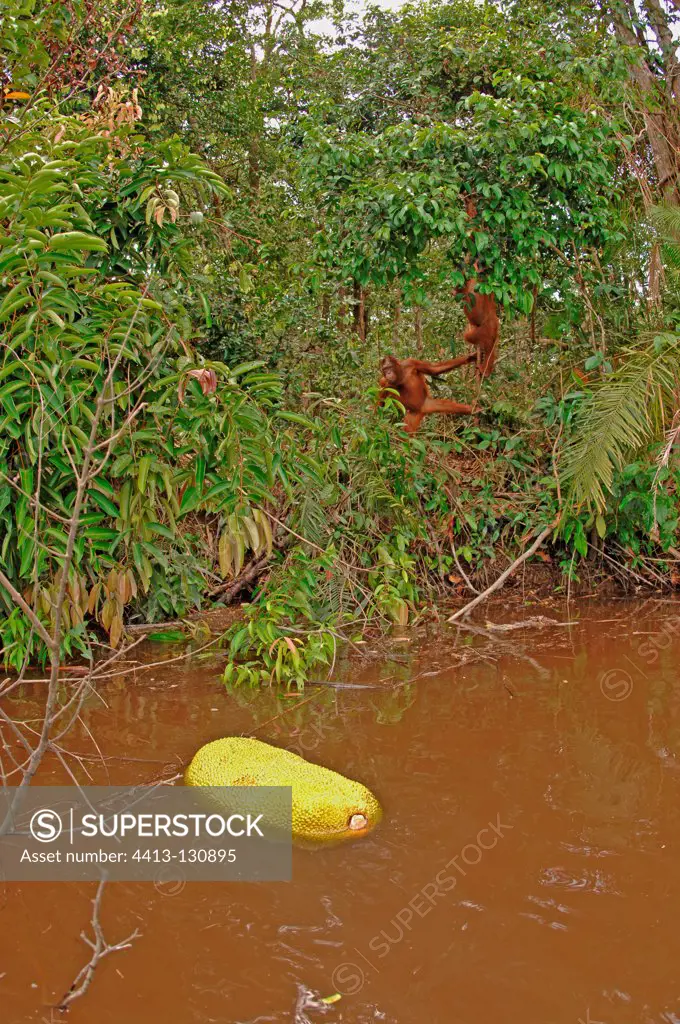 Orangutans trying to get a floating jackfruit with a stick