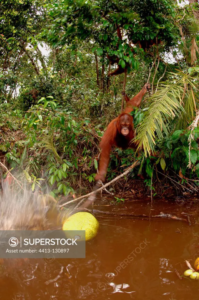 Orangutan trying to get a floating jackfruit with a stick