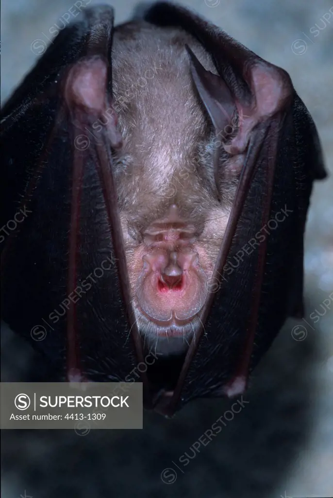 Greater horseshoe Bat in hibernation