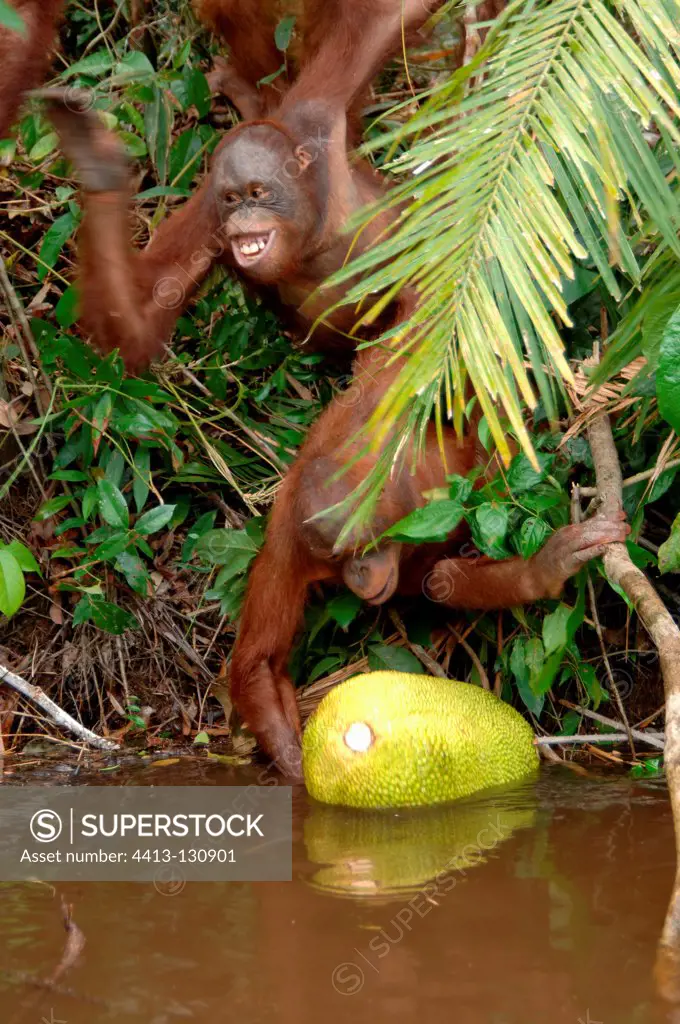 Orangutans taking floating jackfruit from river Borneo