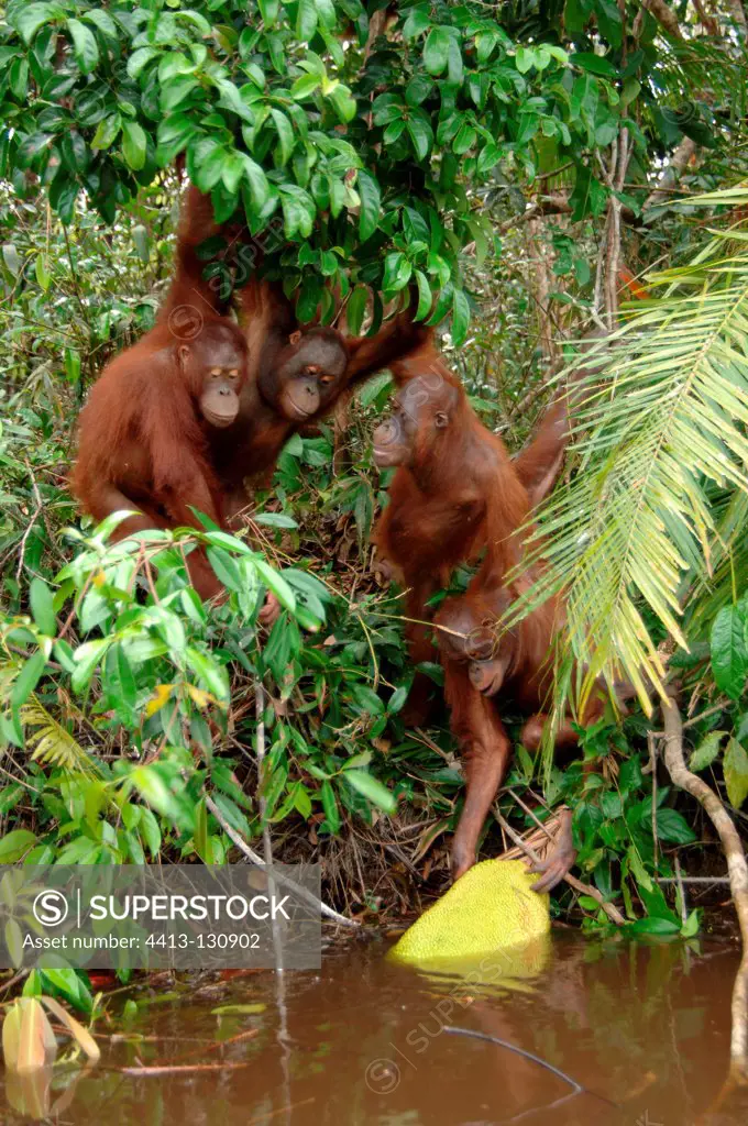 Orangutans taking floating jackfruit from river Borneo