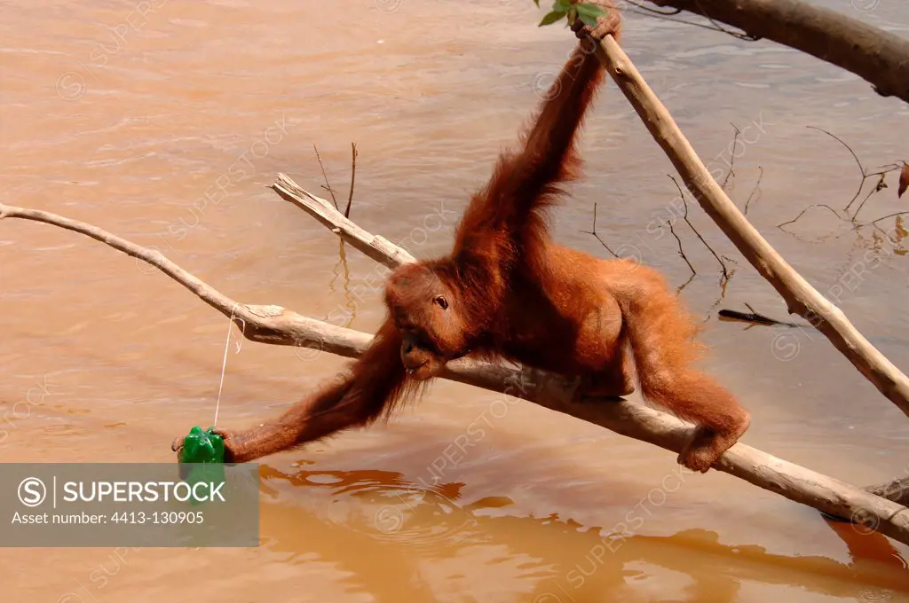 Orangutan pulling fishing rod to get fish Kajang island