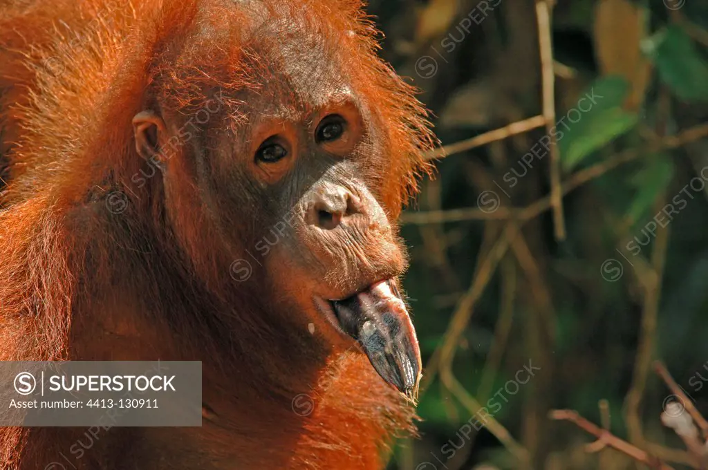 Orangutan eating fish Kajang island Central Borneo