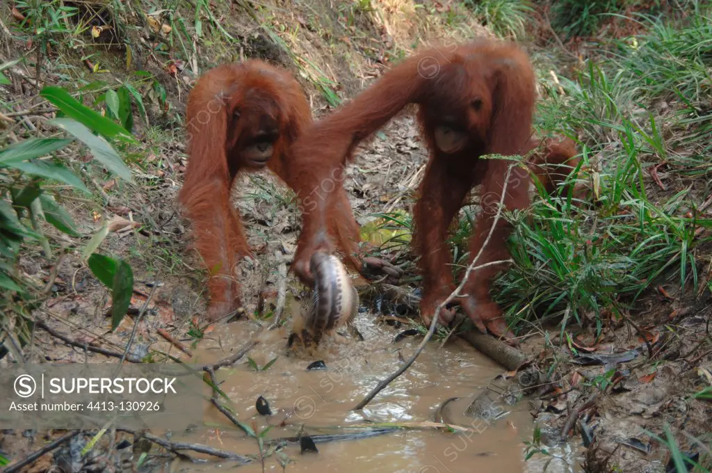 Orangutan catching fish from dry river during dry season