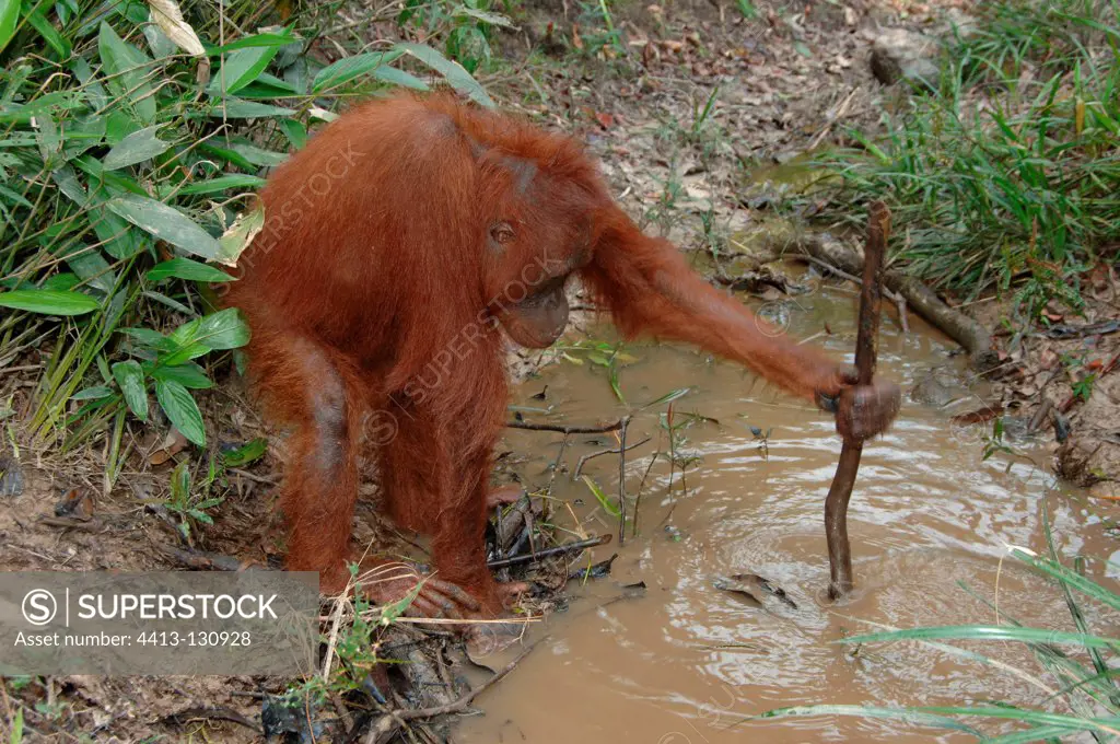 Orangutan catching fish from dry river during dry season