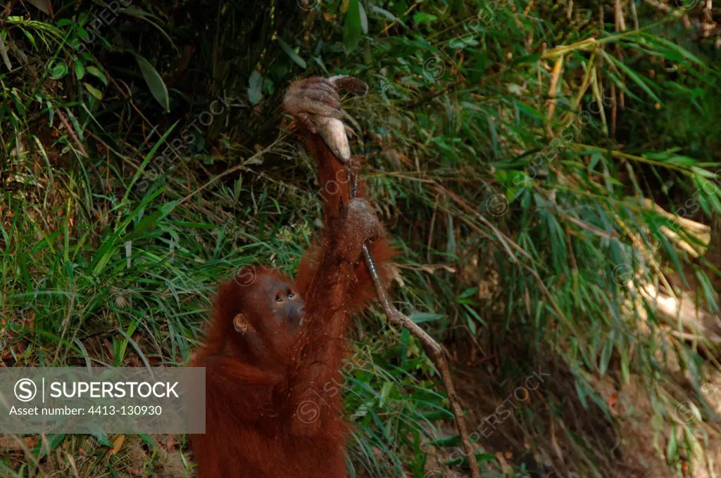 Orangutans catching fish from dry river during dry season