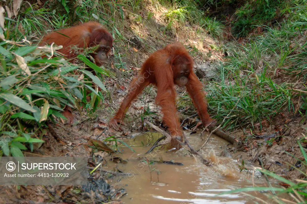Orangutans catching fish from dry river Central Borneo