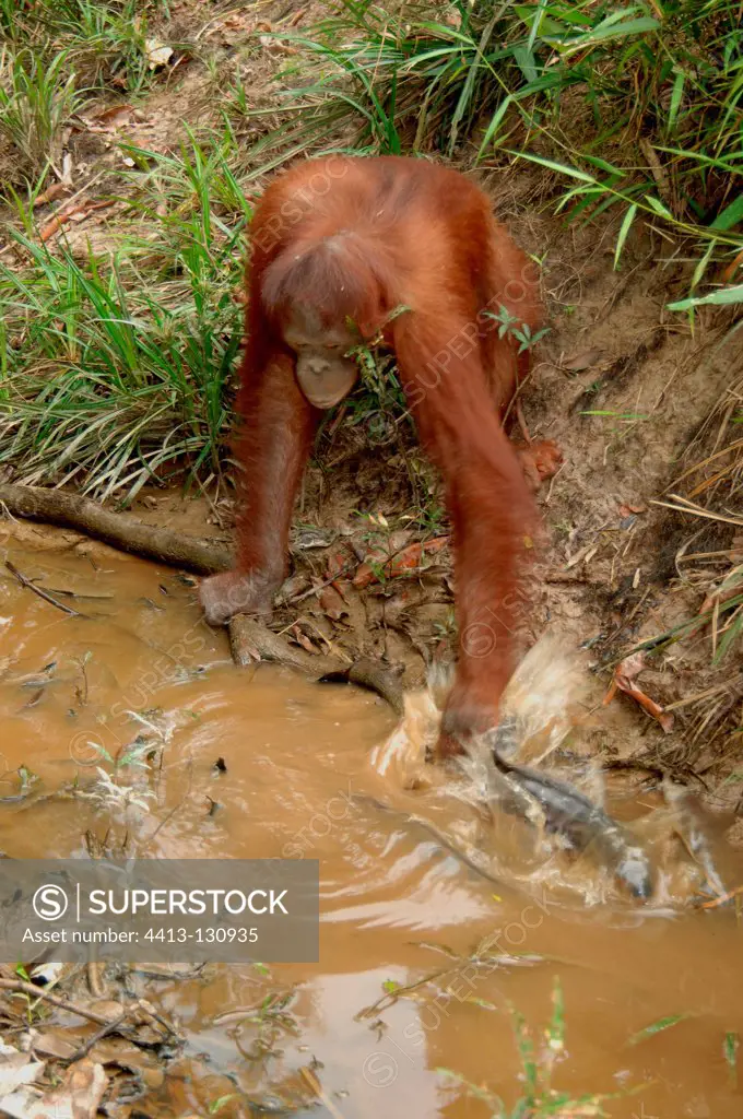 Orangutan catching fish with hand Central Borneo