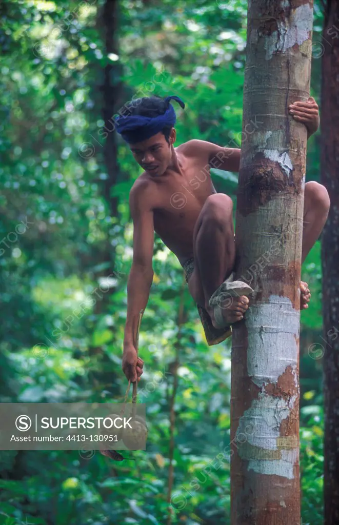 Young man going down tree with tayoy fruits Sumatra