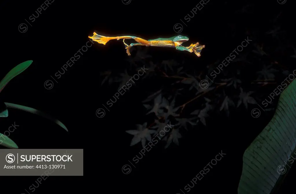 Reinwardt's Tree Frog gliding at night toward a banana leave