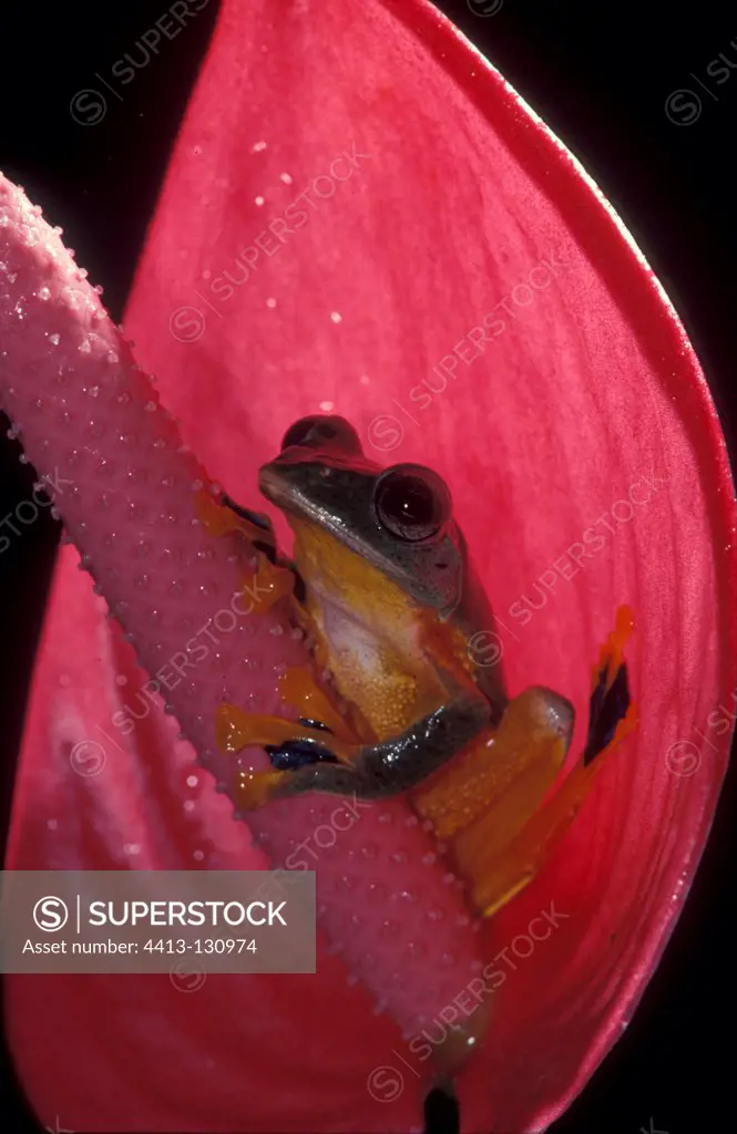 Reinwardt's Tree Frog gliding inside flower Java