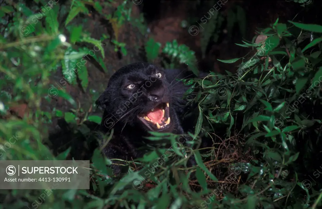 Black panther aggressive behaviour Ujung Kulon NP Java