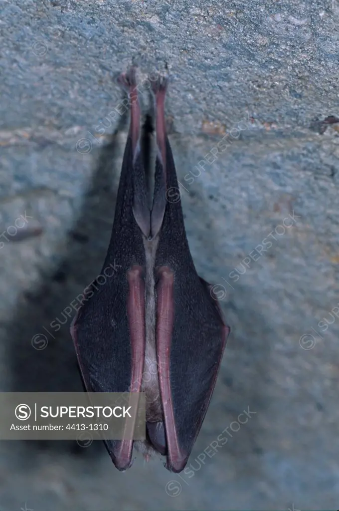 Greater horseshoe Bat in hibernation in a cave