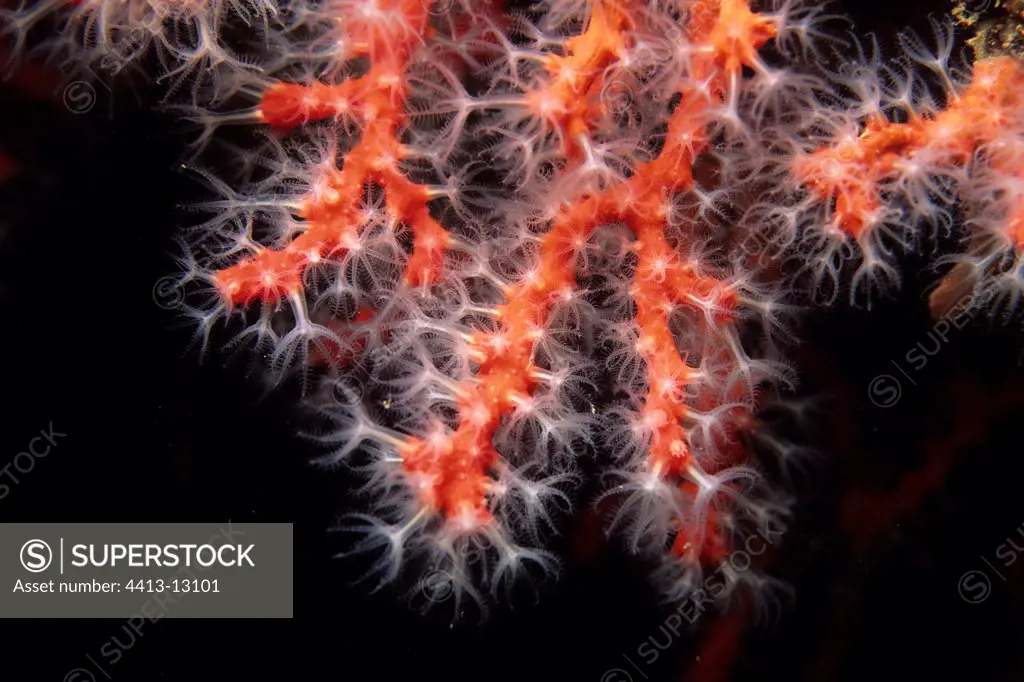 Red coral with opened out polyps Mediterranean Sea France
