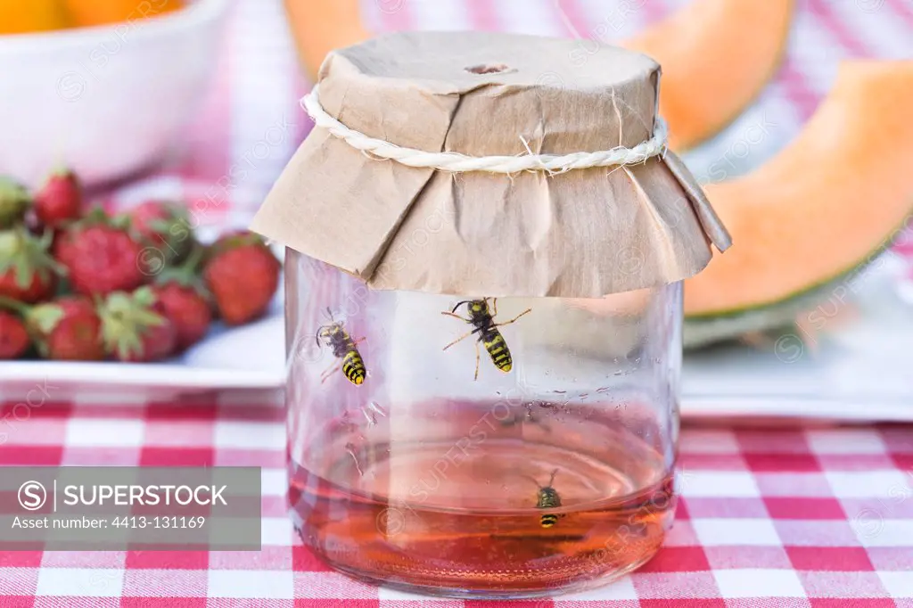 Wasps in a trap on a garden table