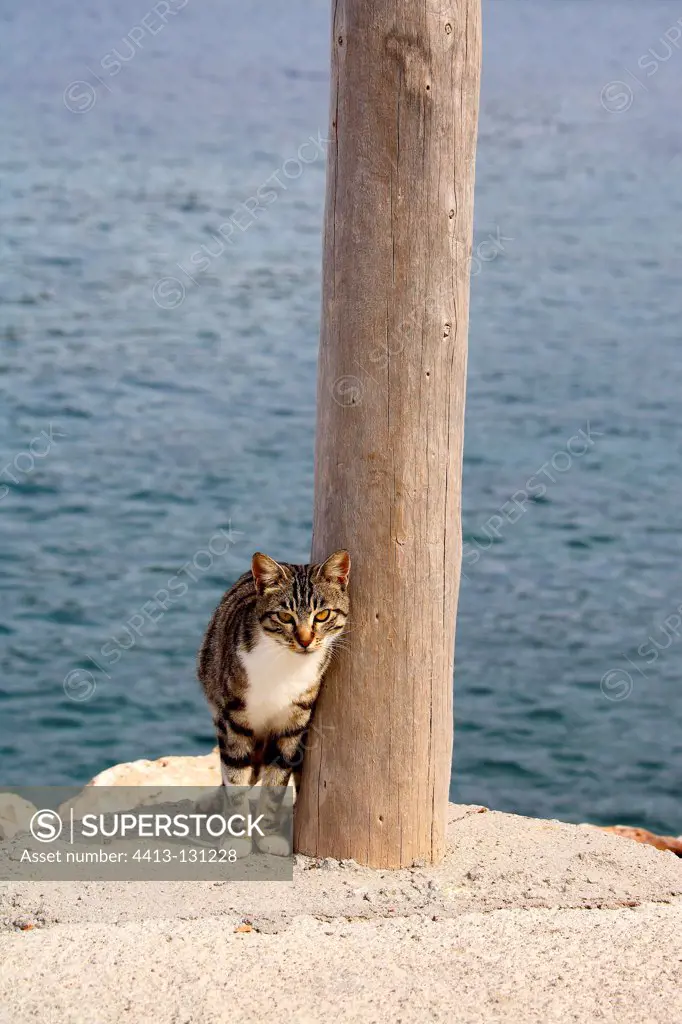 Cat rubbing against a pole in the sea
