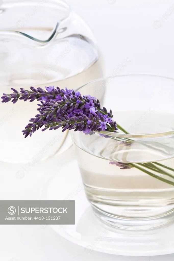 Cup of herbal lavender tea and sprigs of lavender in bloom