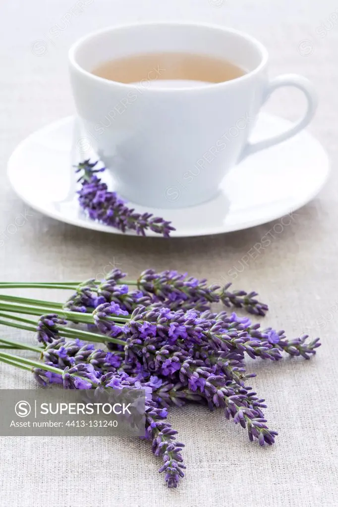 Cup of herbal lavender tea and sprigs of lavender in bloom