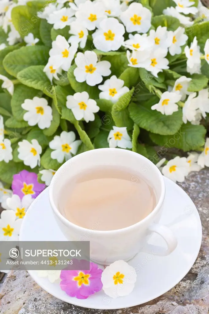 Flower Primrose Tea cup and Primrose flowers