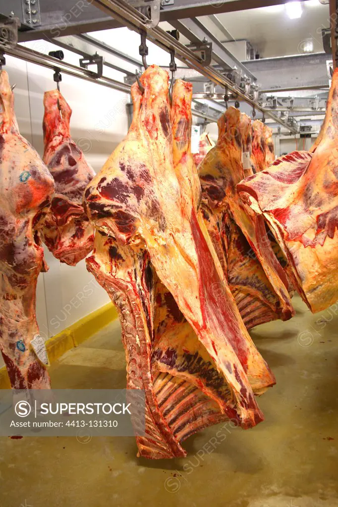 Meat carcasses hanging in a cold roomFrance