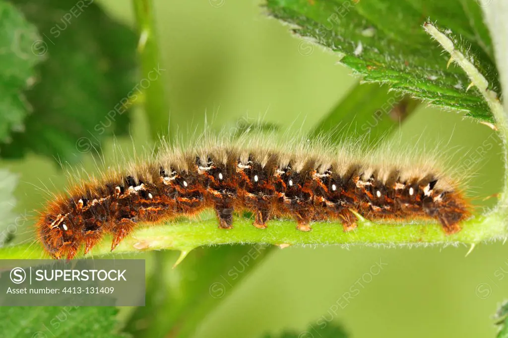 Lepidoptera larva in a wasteland Belgium