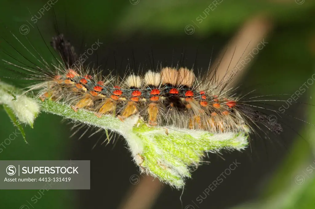 Moth caterpillars in the spring Belgium