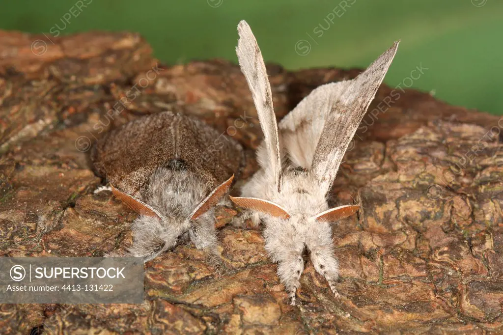 Couple of Pale tussock in spring Belgium