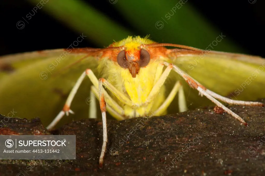 Portrait of a Brimstone Moth at spring Belgium