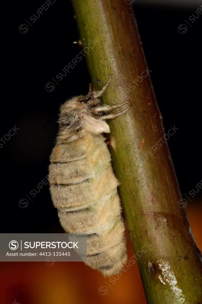 Female moth caught on a rod Belgium
