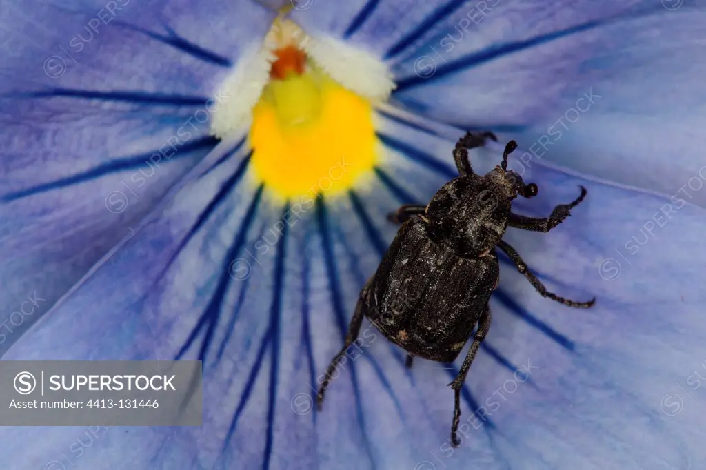 Scarab beetle on a mauve flower at spring Belgium