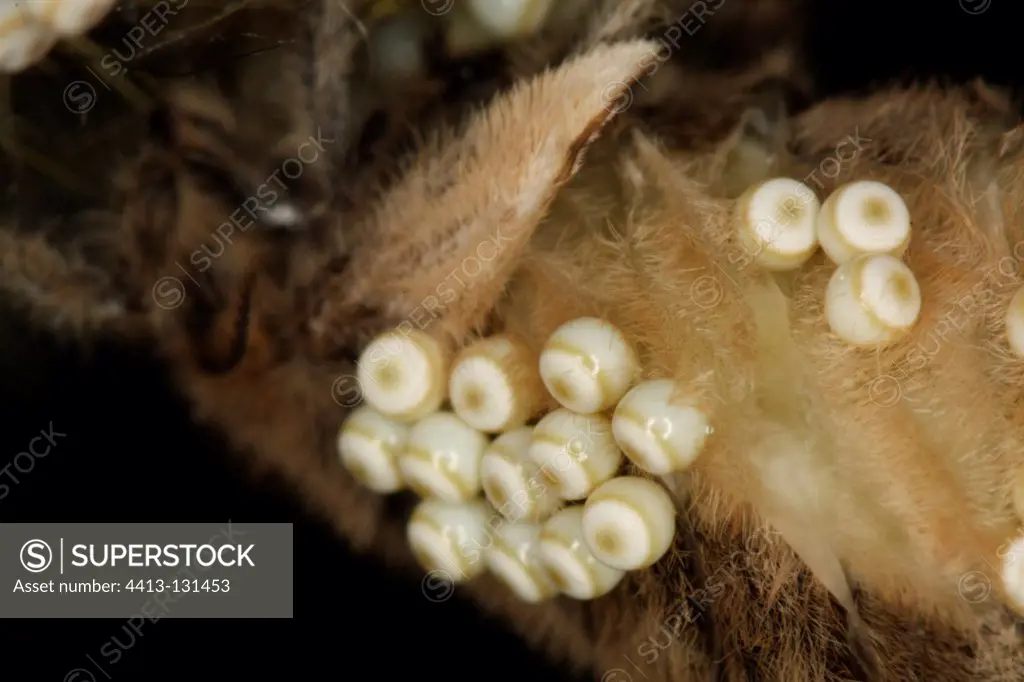Closeup of the eggs of a female moth Belgium