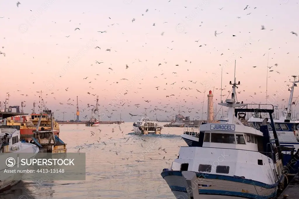 Cloud of Gulls and Seagulls on the port of Sète