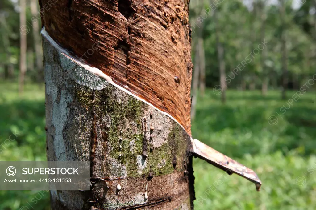 Harvesting a Hevea latex Bukit Lawang Sumatra Indonesia