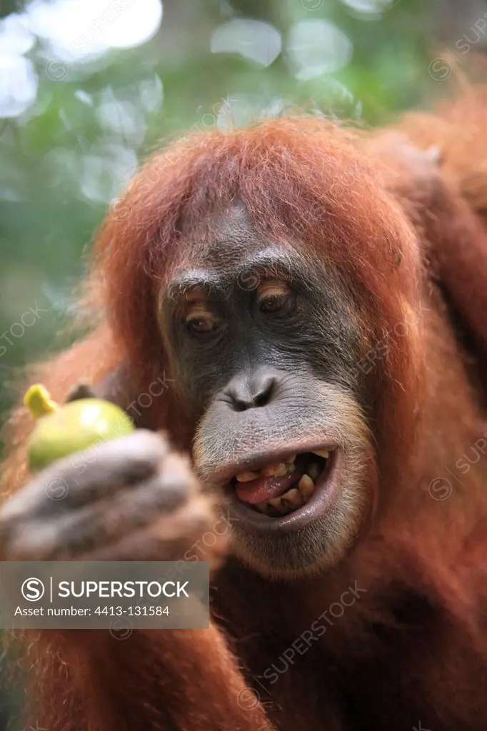 Sumatran orangutan eating a fruit PN Gunung Leuser