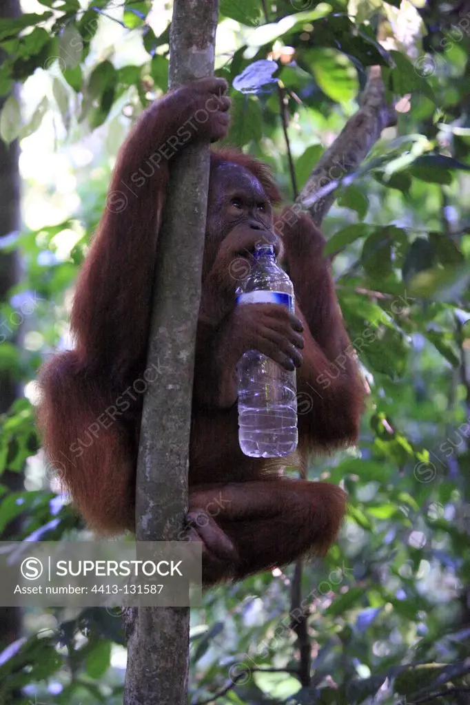 Sumatran orangutan and a bottle of water Gunung Leuser NP