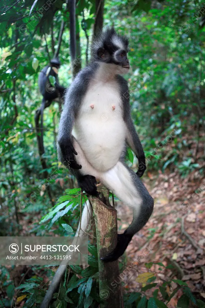 North Sumatra Leaf Monkey pregnant female Gunung Leuser NP