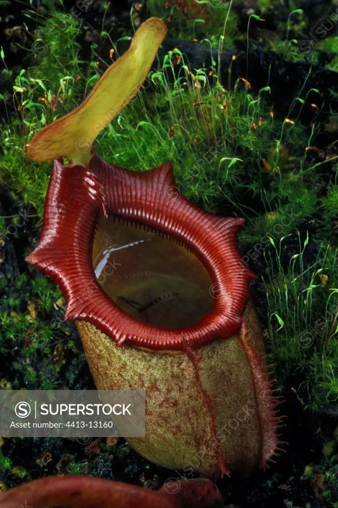Crane fly trapped in an urn of Giant Pitcher Plant