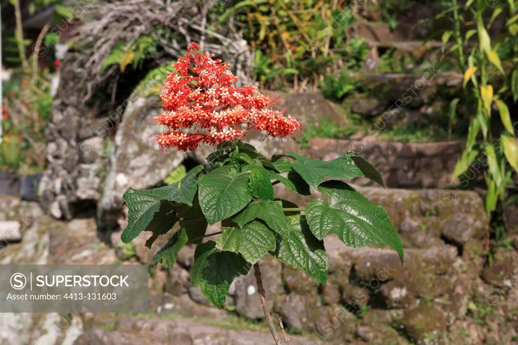 Temple-flower on rock Samosir Island Sumatra Indonesia
