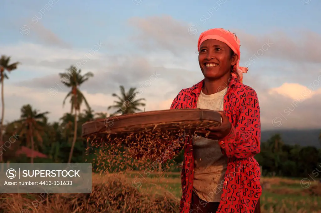 Woman sifting rice in a rice Lovina Bali