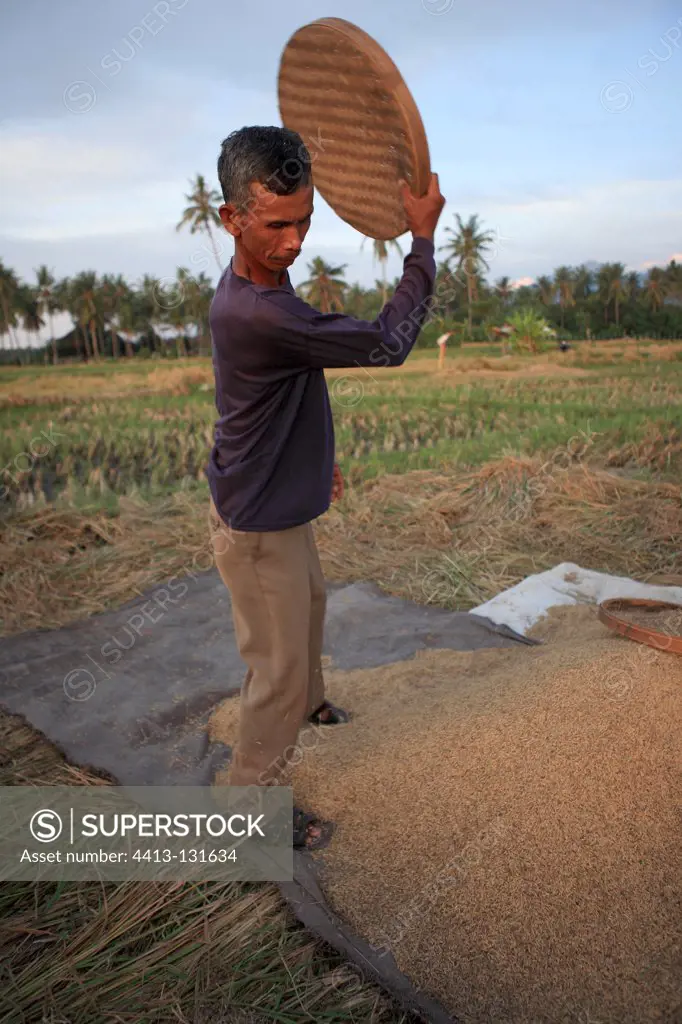 Man sifting rice in a rice Lovina Bali