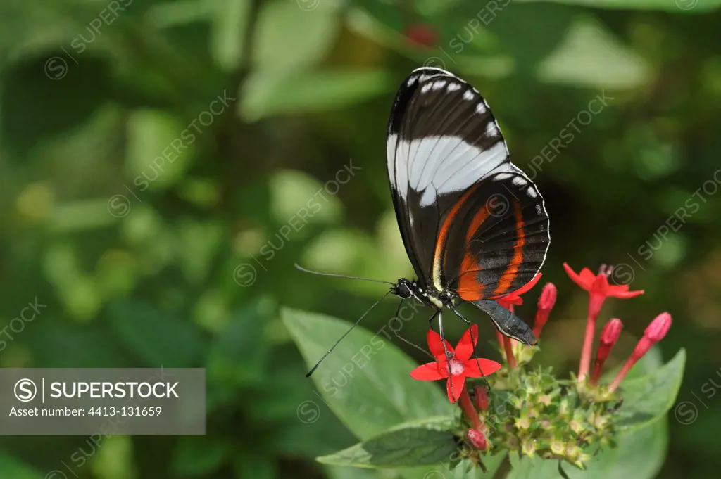 Cydno Butterfly on a flower Costa Rica