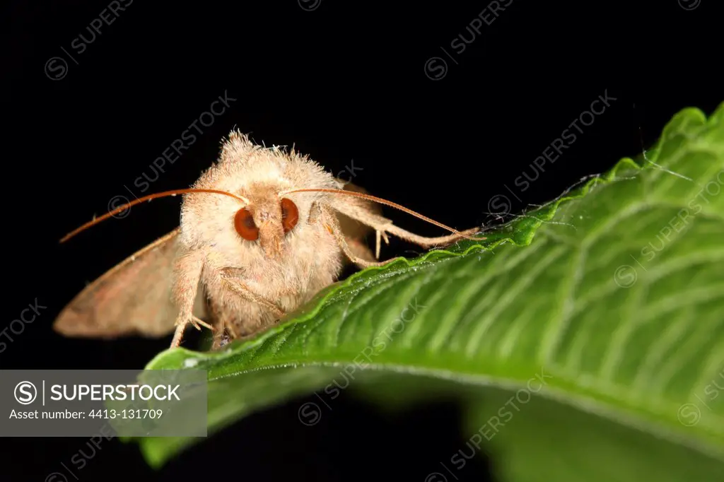 Moth on a leaf spring front Belgium