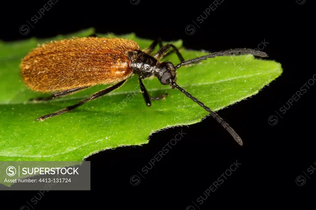 Darkling beetle on the edge of a leaf Belgium