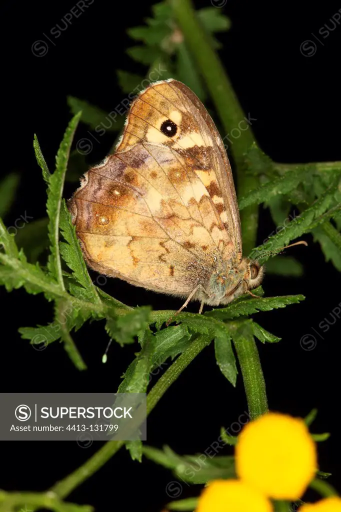 Speckled wood put on a plant in summer Belgium