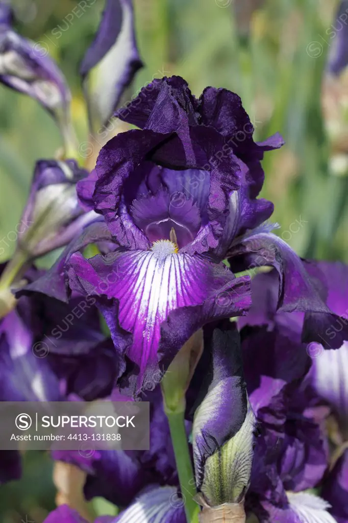 Iris 'Exotic Star' flower in spring