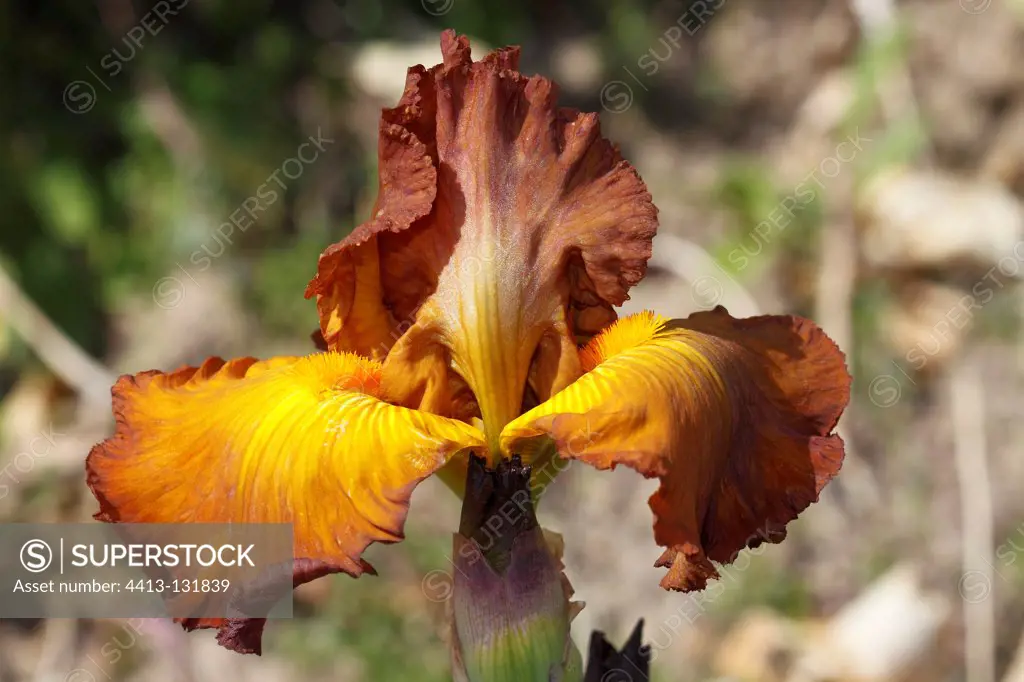 Iris 'Tabac Blond' flower in spring